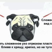 Хороший пластырь для ушей собак