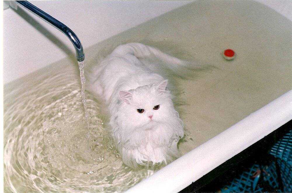 Породы кошек, которые не боятся воды