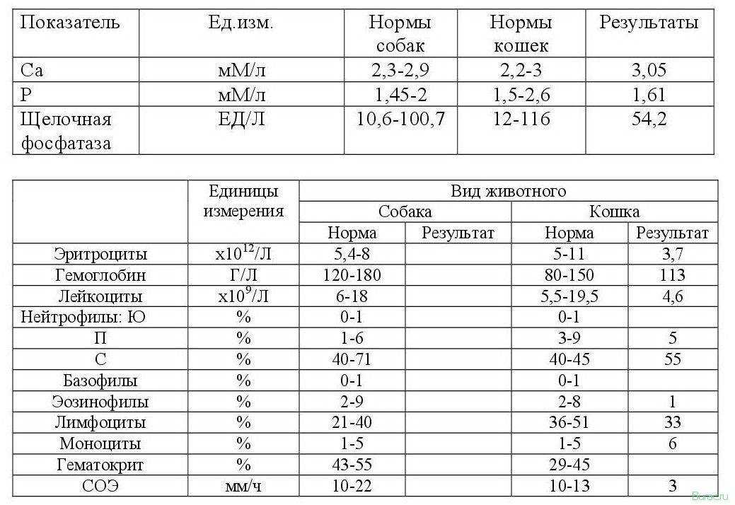 Интерпретация результатов биохимического исследования крови и корреляции показателей