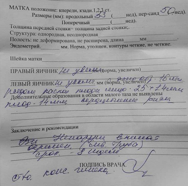 С какого возраста кошка может первый раз забеременеть, когда ей можно рожать?
