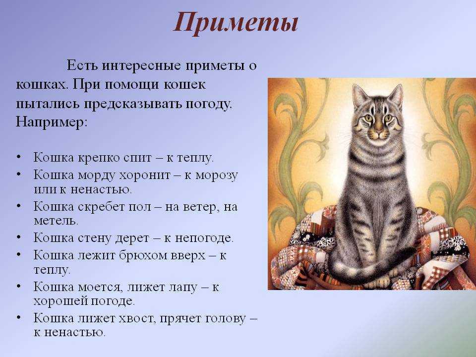 Почему не приживаются кошки в доме умирают. почему в доме не приживаются кошки: разбираемся в реалиях и народных приметах