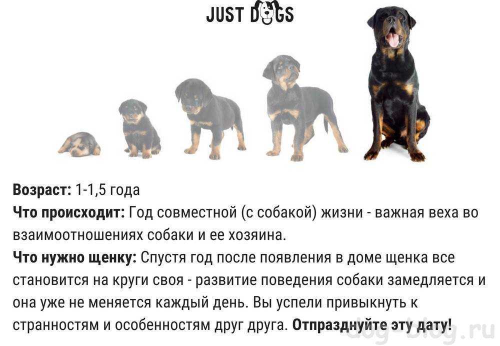 Время взрослеть – до какого возраста растут собаки, сколько считать питомца щенком?