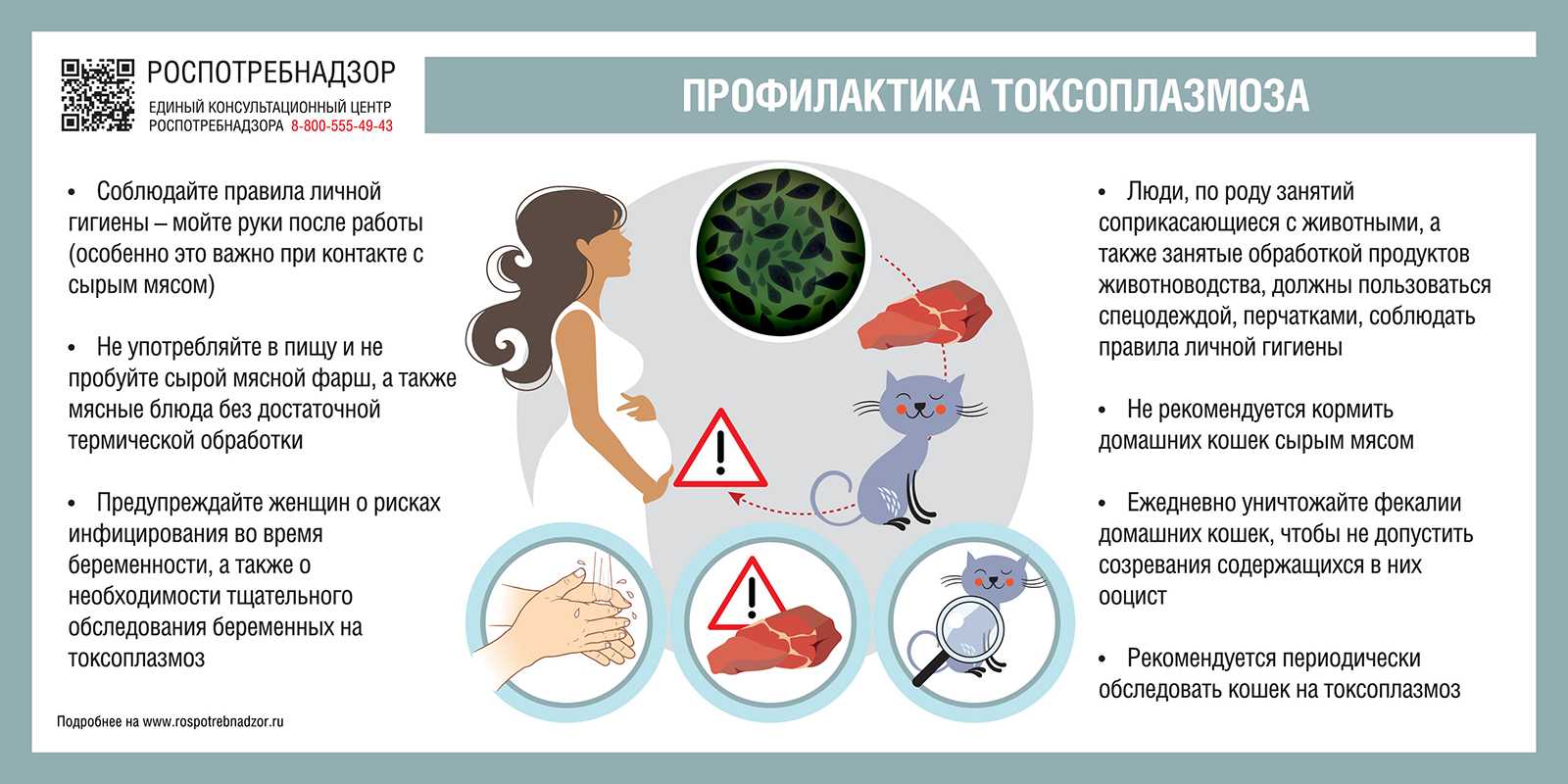 Лучшие способы лечения микоплазмоза у кошки: опасно ли заболевание для людей