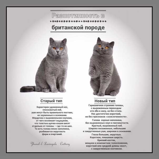Средний вес британского кота, кошки, котенка по неделям и месяцам. таблица нормы - питомник элитных британских кошек, котят elite british