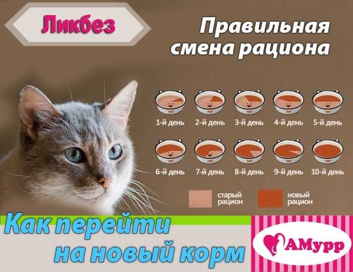 Как правильно перевести кошку с натурального корма на сухой, можно ли смешивать