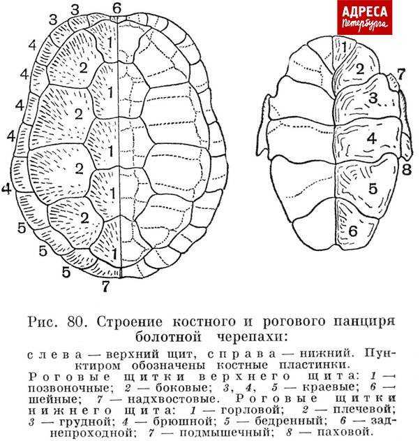 Как узнать возраст черепахи, соотношение возраста черепахи и человека