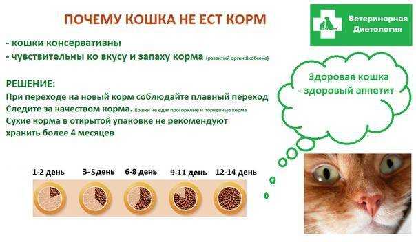 Кошка срыгивает после еды: что делать, причины, виды рвоты и симптомы