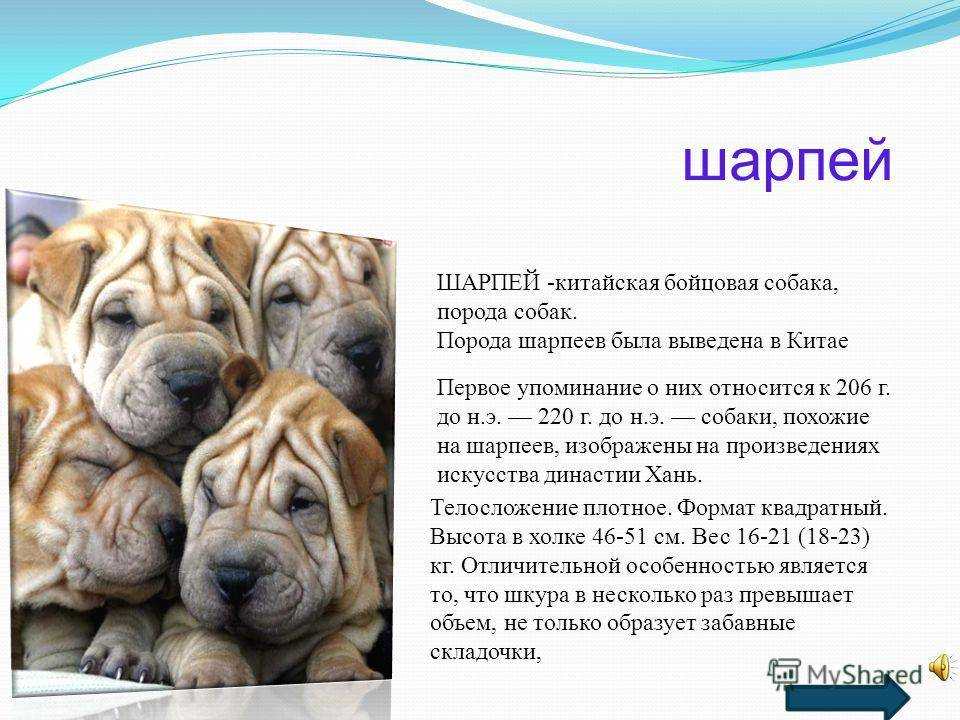 Аутоиммунная гемолитическая анемия у собак: симптомы и лечение | блог ветклиники "беланта"