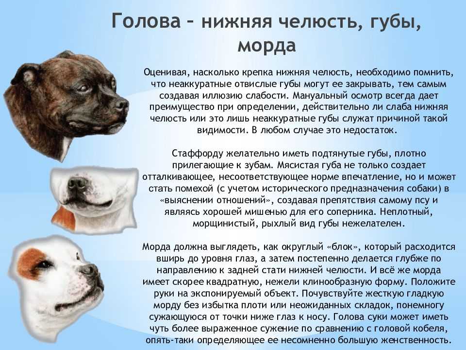 Парезы и параличи у собак: почему парализовало, лечение параплегии тазовых (задних) конечностей, симптомы и что делать, причины, физиотерапия и массаж