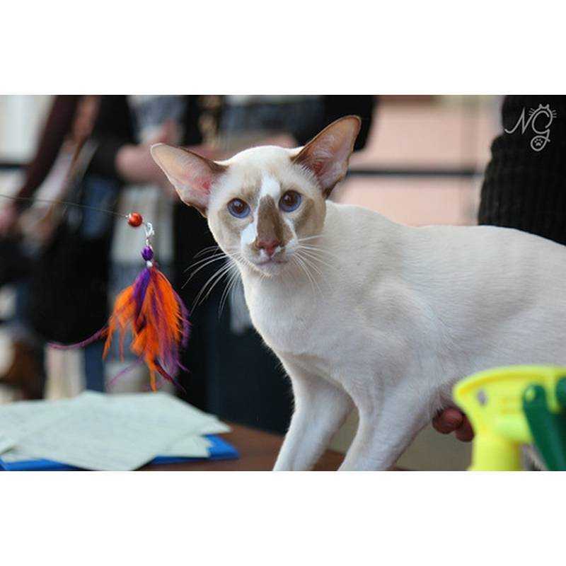ᐉ сейшельская кошка - описание пород котов - ➡ motildazoo.ru