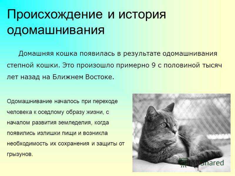 Весь вечер кот зажимал хвост между лап: поняла, что утром поедем к ветеринару