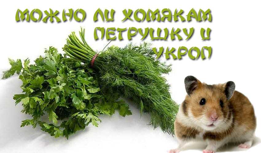 Чем кормить хомяка в домашних условиях: что они любят, а что нельзя
