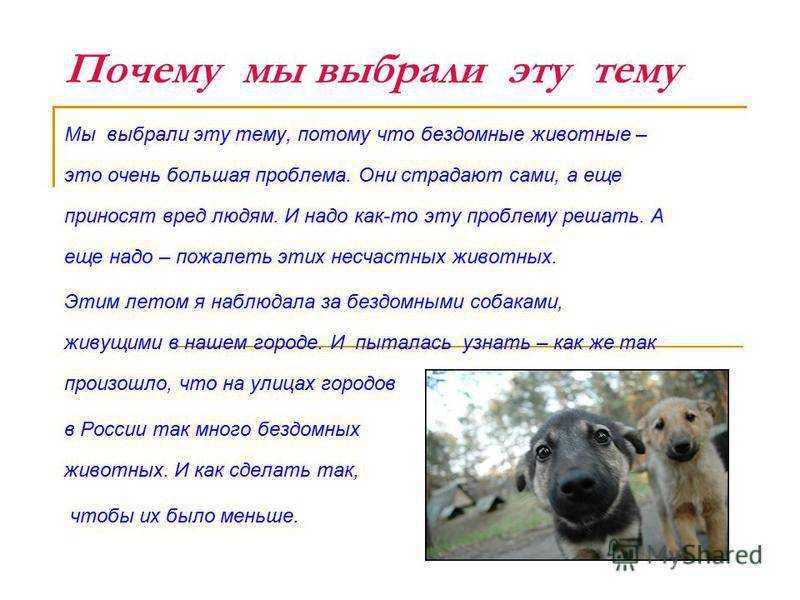 Почему щенок ест землю и камни? почему собака ест камни: отвечаем подробно и даем советы собака наелась камней что делать