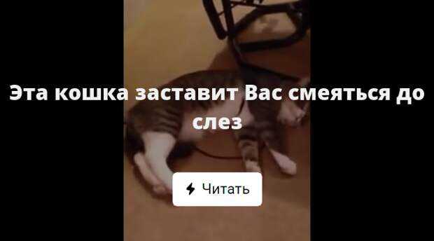 Как заставить кошку полюбить своего хозяина?
