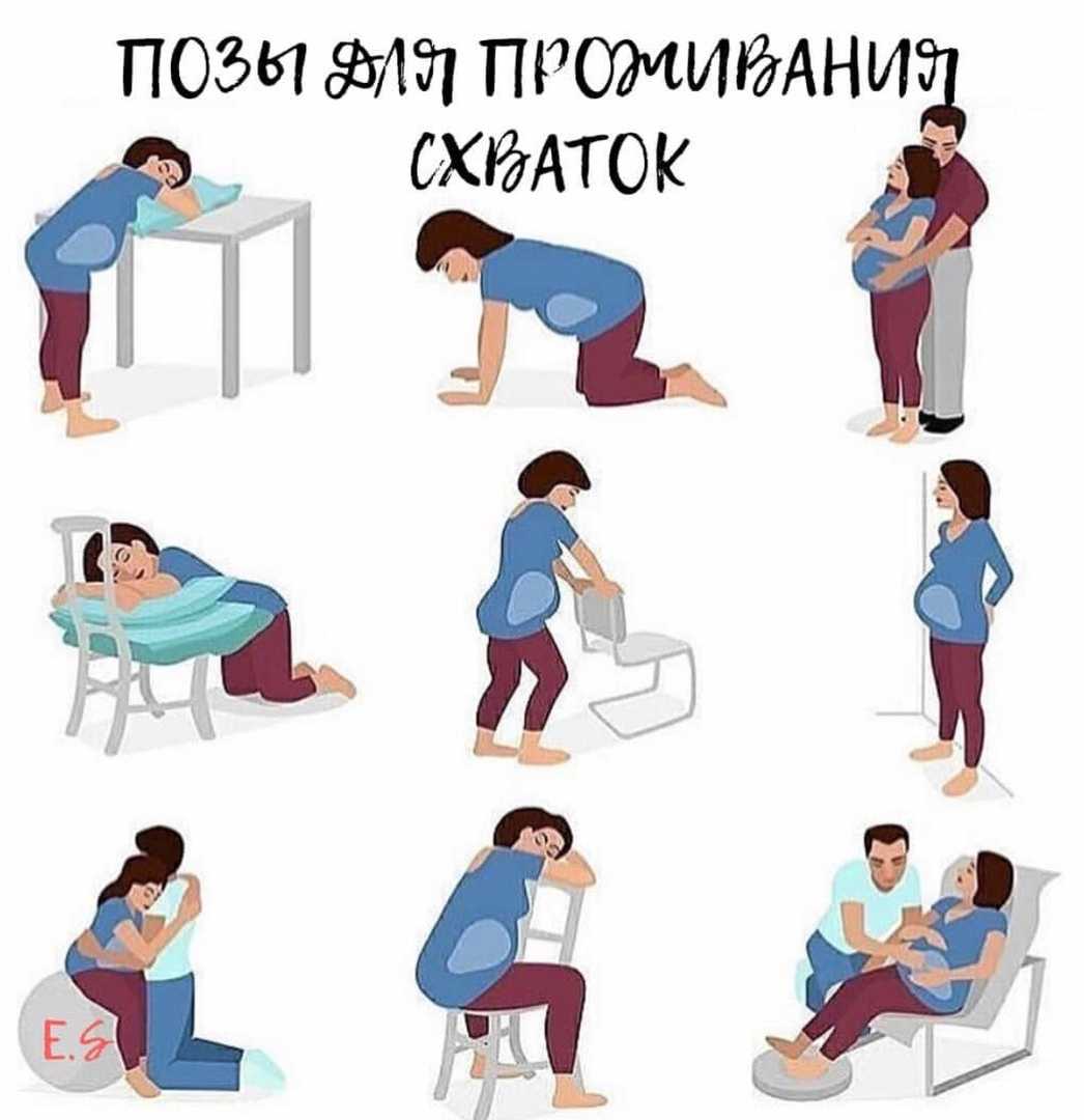 Затяжные роды у кошки: причины, симптомы | звери дома