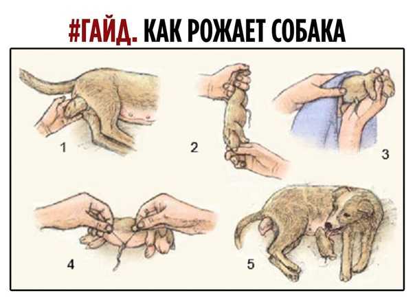 Течка у собак