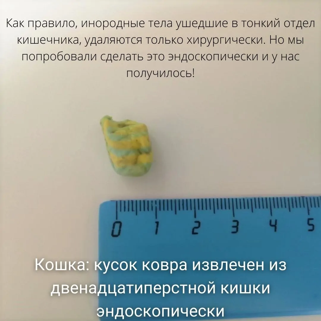 Вазелиновое масло для собак при отравлениях