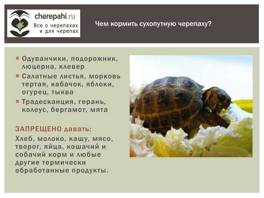 Что в домашних условиях едят черепахи: чем кормить сухопутных и водных черепашек