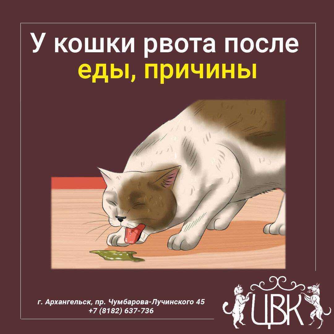 Что делать, если кота или кошку рвет после еды непереваренной пищей: рвота с желчью, пеной и кровью, почему и как лечить в домашних условиях