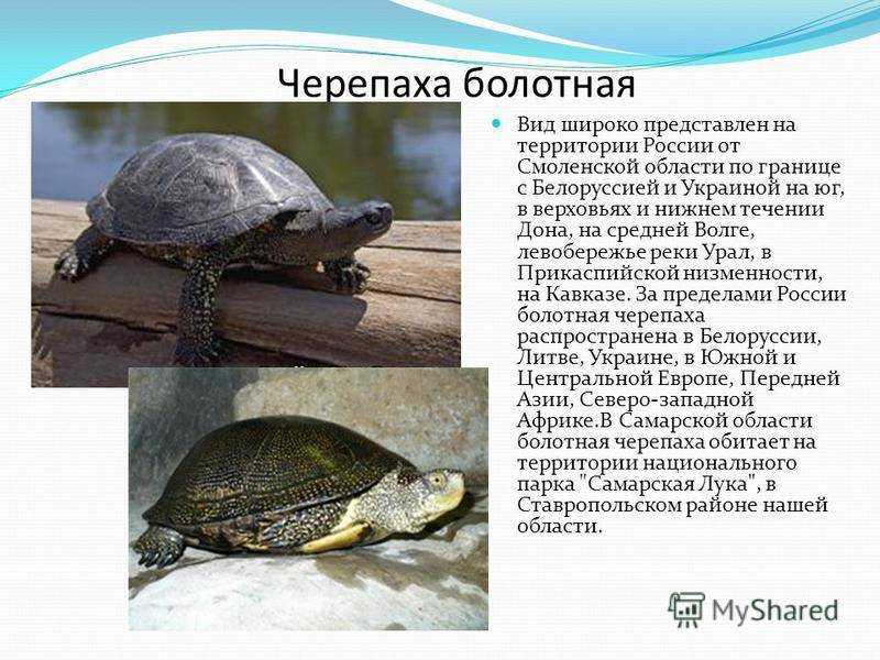 Ложатся ли в спячку домашние черепахи. как и сколько спят красноухие черепахи? что необходимо для того, чтобы черепаха впала в спячку