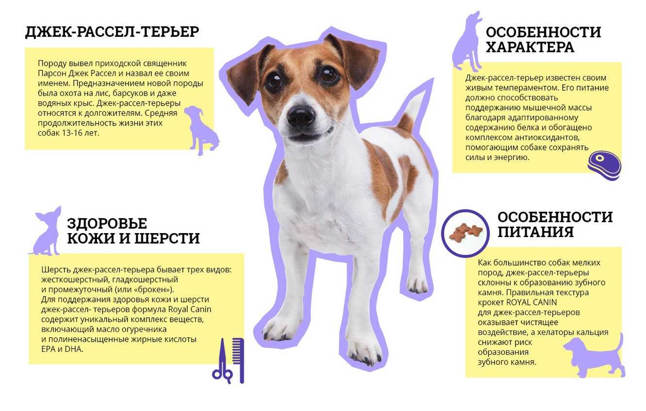 Помесь чихуахуа и той терьера: фото