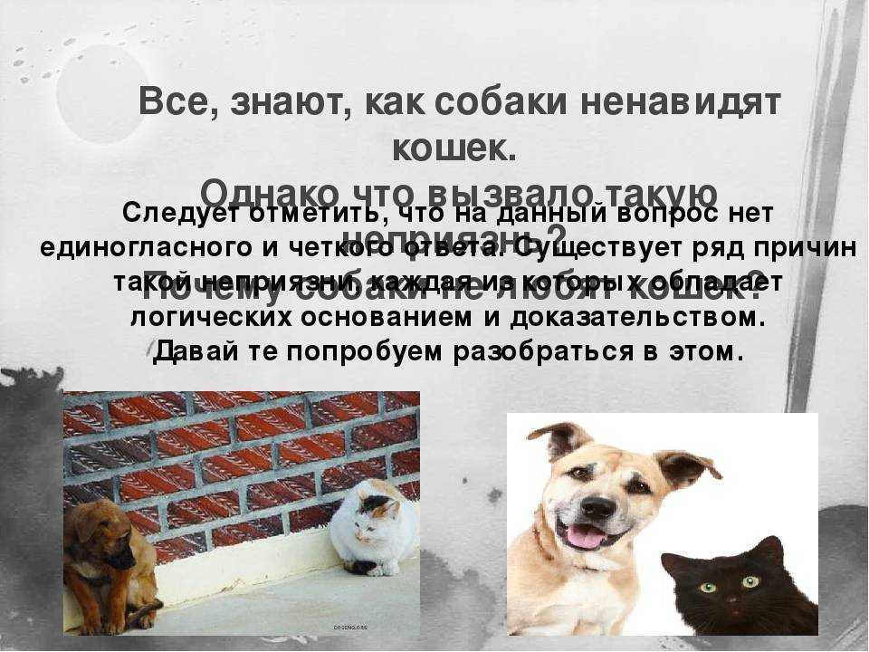 Кошки и собаки вместе, как подружить кошку с собакой в доме, кошка дерется и боится собаки