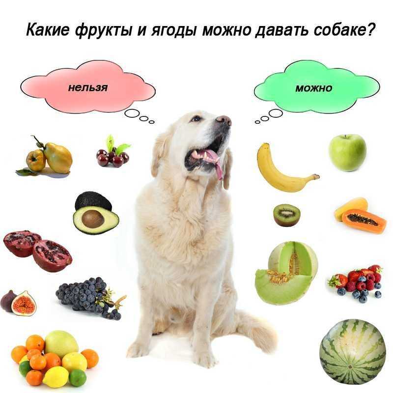 Чем кормить щенка чтобы набрал массу