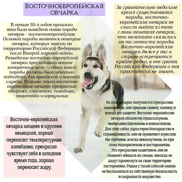 Шарпланинская овчарка (югославская овчарка): описание породы собак с фото
