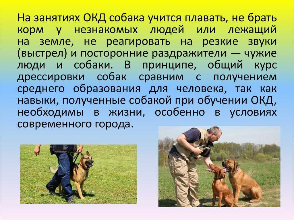 Как наказывать собаку: правильные методы и важность авторитета