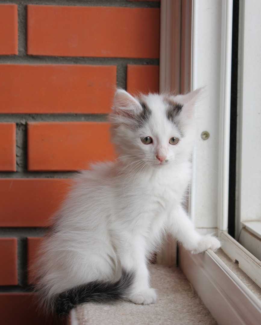 Как продают котят. несколько советов, которые помогут быстро продать котят