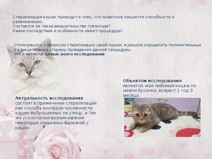 Кастрации кота: плюсы и минусы, описание операции, подготовка, противопоказания