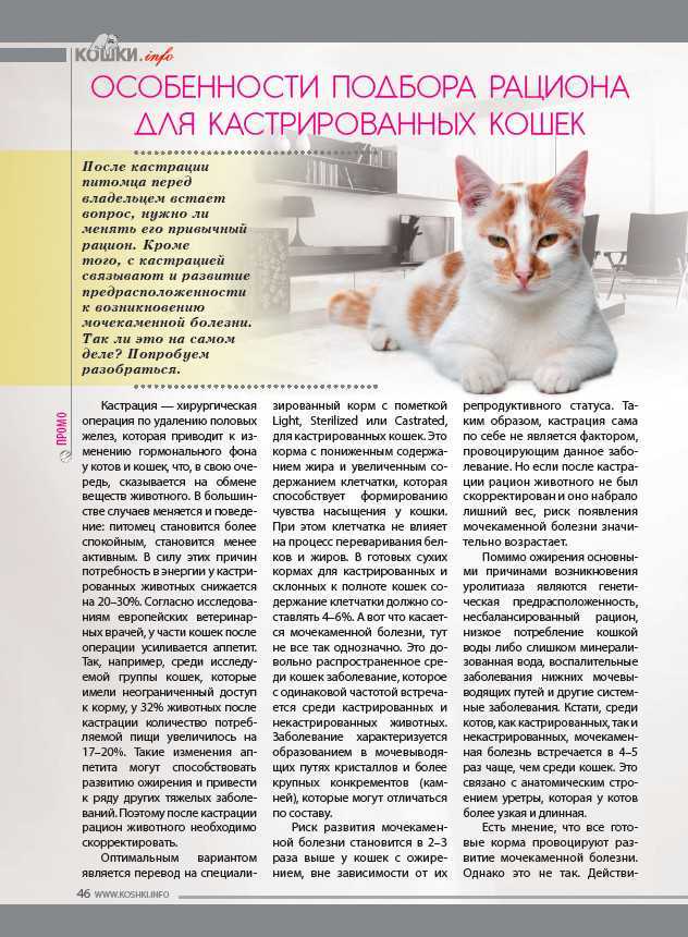 Как ухаживать за котом после кастрации