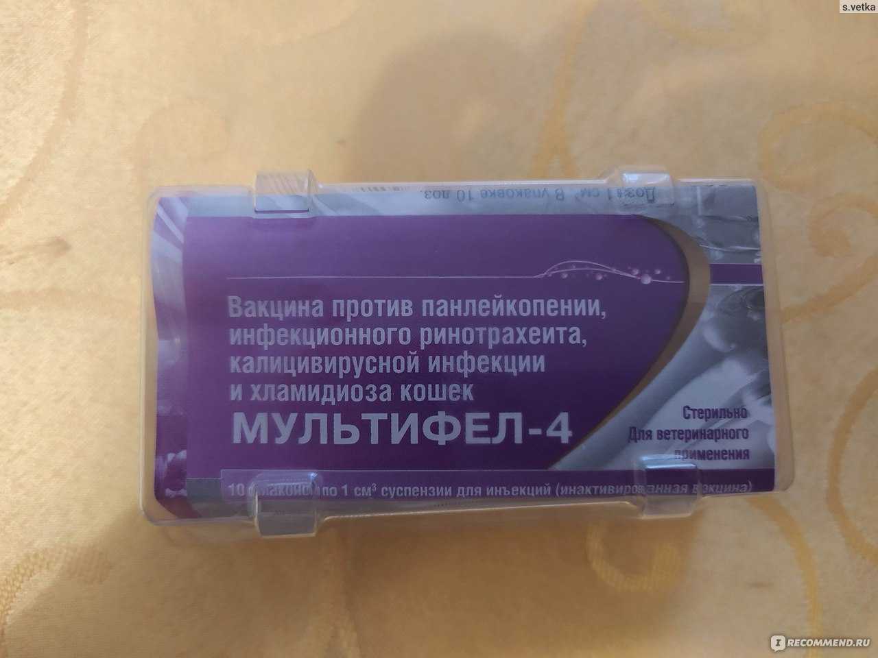 Инструкция по применению вакцины «мультифел-4» для котят и кошек: от чего защищает прививка, куда колоть препарат?