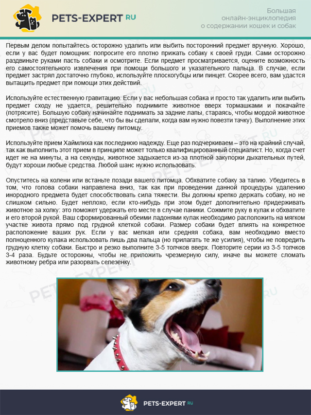 Затрудненное дыхание у собаки: кашель, хрип, удушье | звери дома
