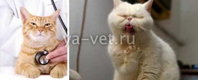 Кошка чихает: причины и что делать?
