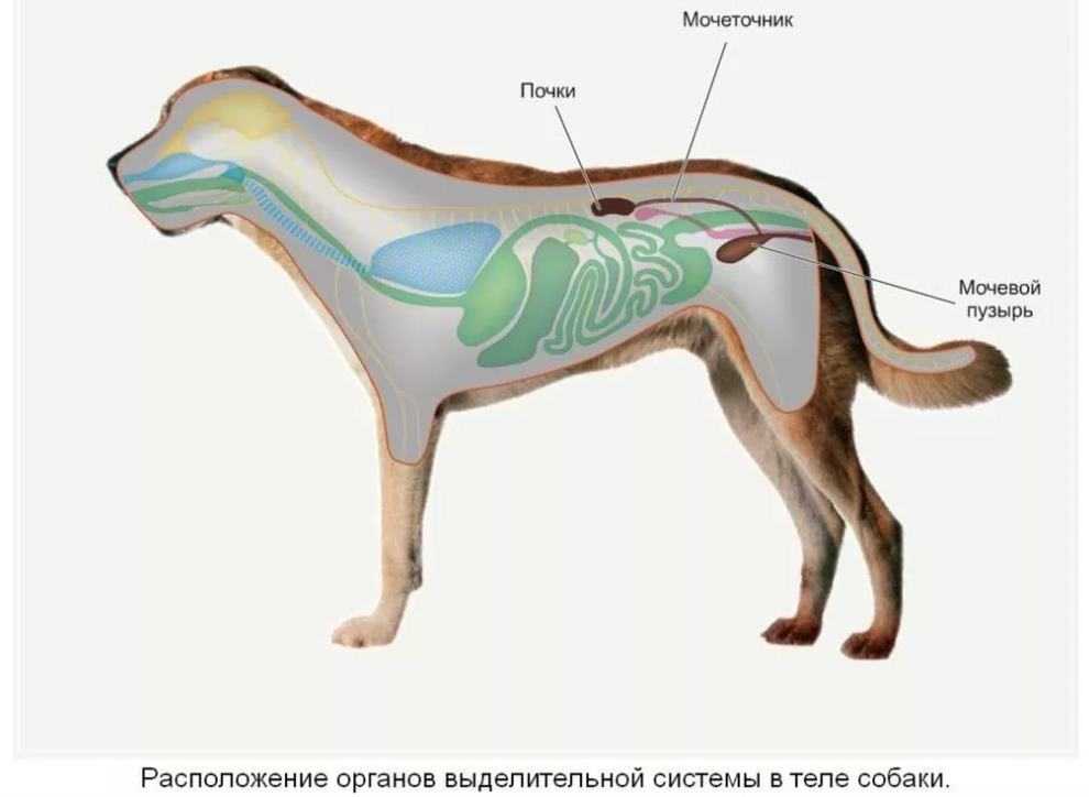 Узи почек у собак, кошек и котов | ветцентр