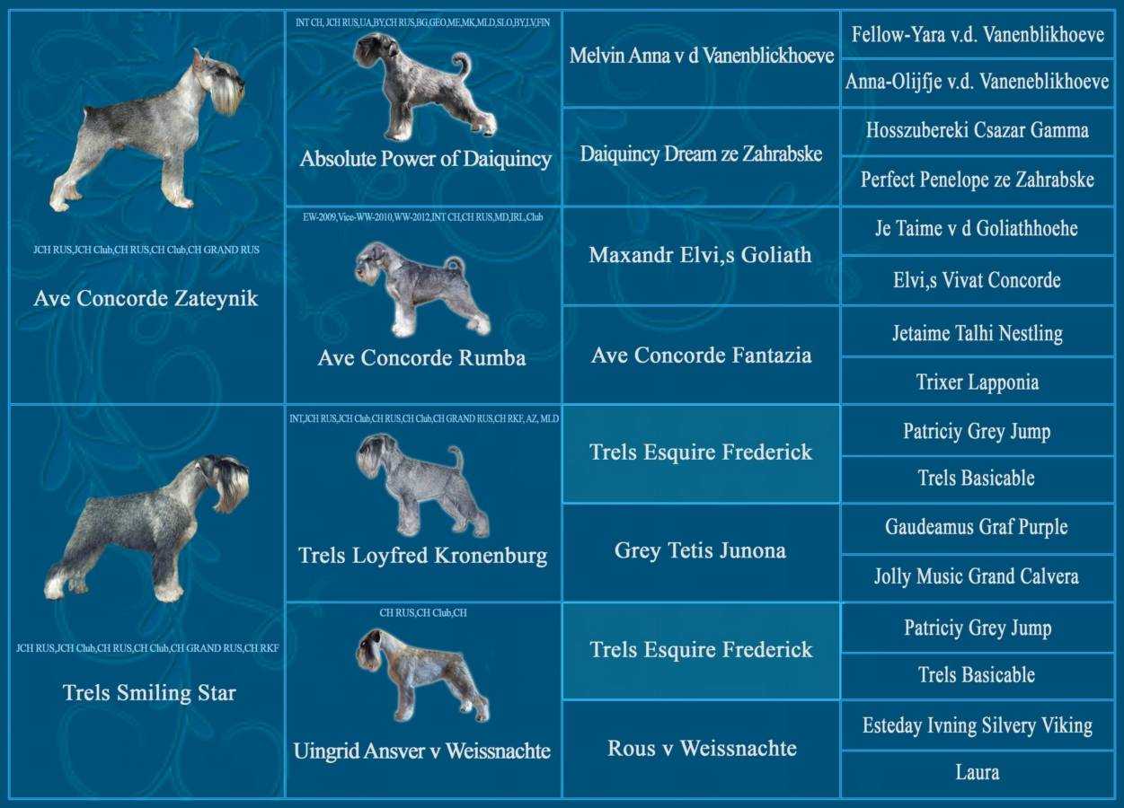 ᐉ описание породы миттельшнауцер - ➡ motildazoo.ru