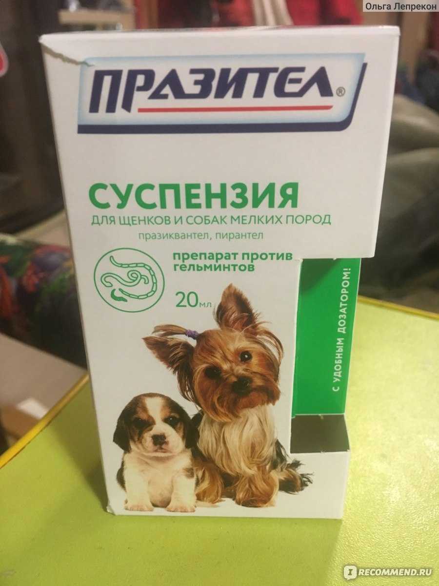 Празител для собак: состав лекарства и формы выпуска- инструкция по применению и дозировка