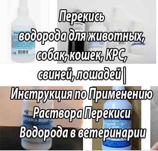 Как вывести ушного клеща у кошек: симптомы болезни, лечение препаратами и народными средствами
