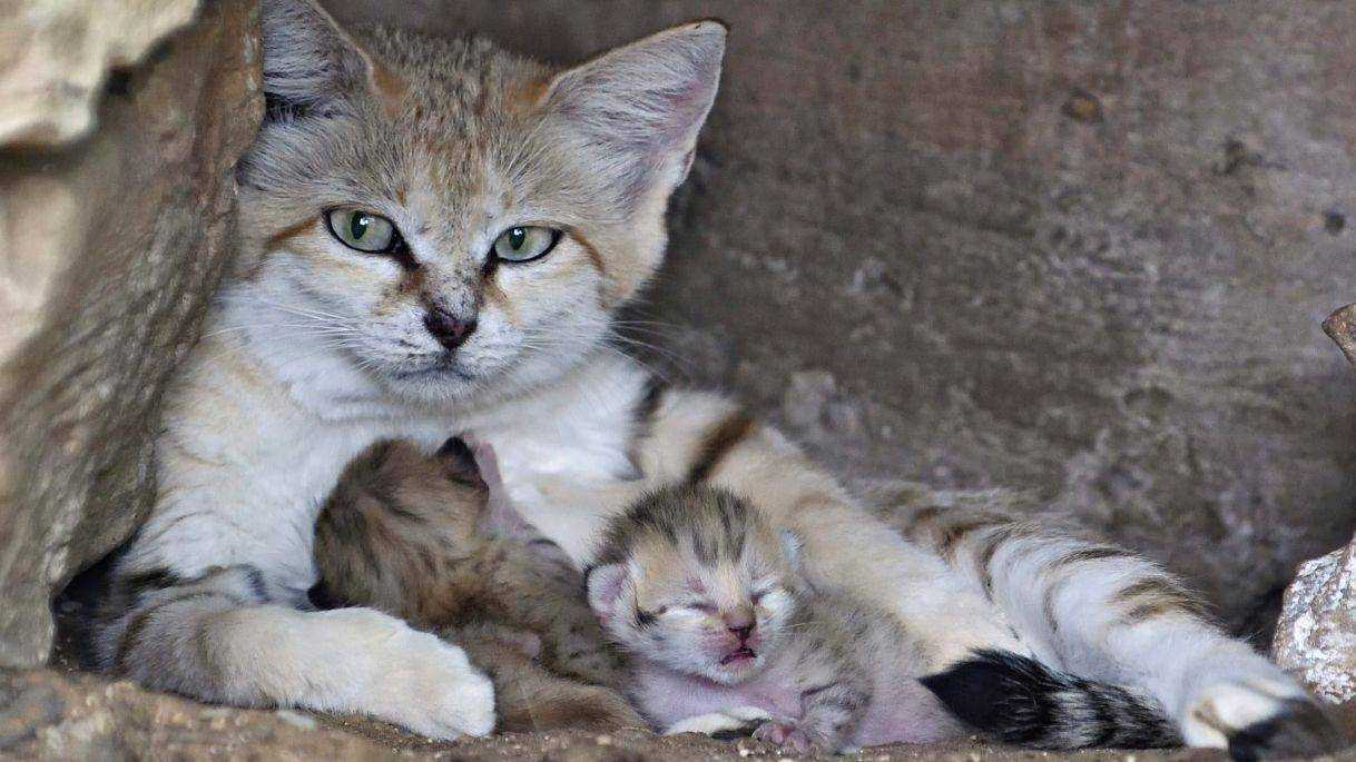 Барханный кот: описание, фото, особенности характера, можно ли содержать в домашних условиях песчаного кота