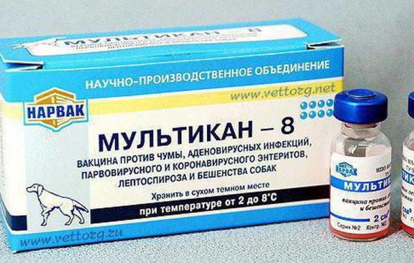 Прививка от бешенства собаке: правила вакцинации, как часто делать, как подготовить собаку