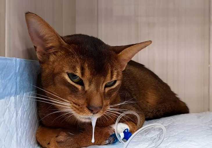 У кота текут слюни изо рта, в том числе каплями и прозрачные как вода: почему это происходит и что делать