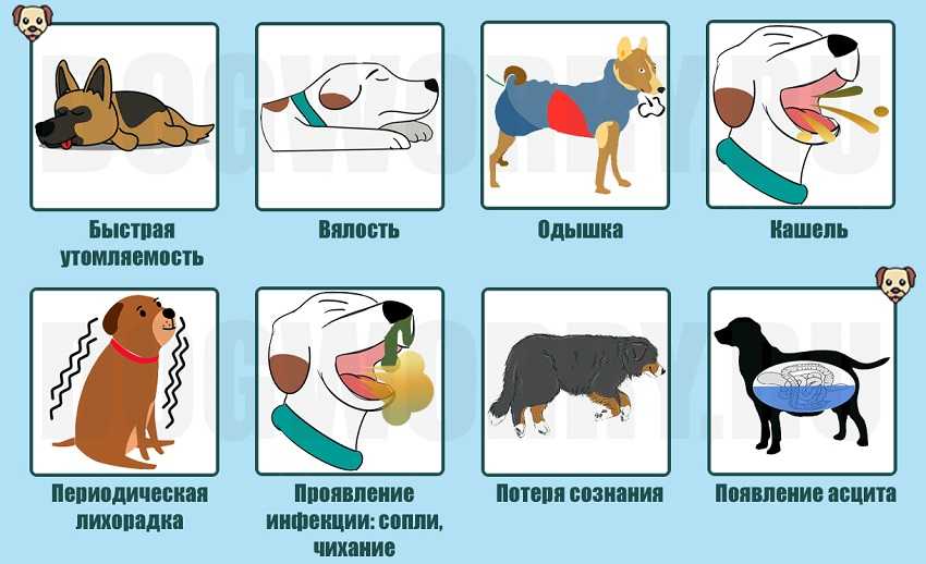 Что делать, если собака подавилась кормом, костью и задыхается