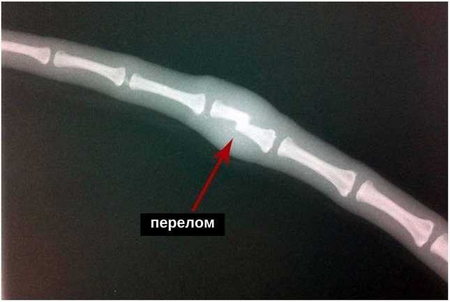 Болит ли у кошек голова? симптомы и причины мигрени у питомца