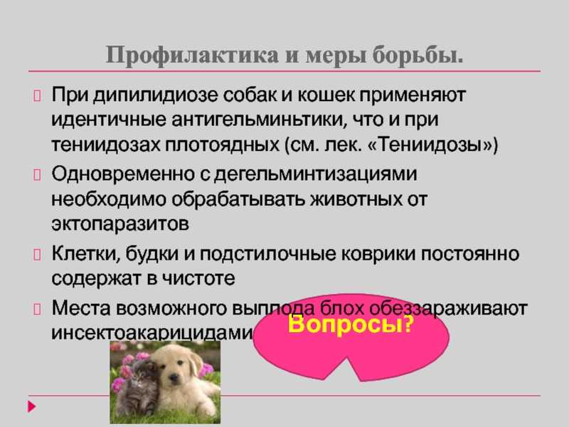 Огуречный цепень (дипилидиоз) у человека - симптомы и лечение