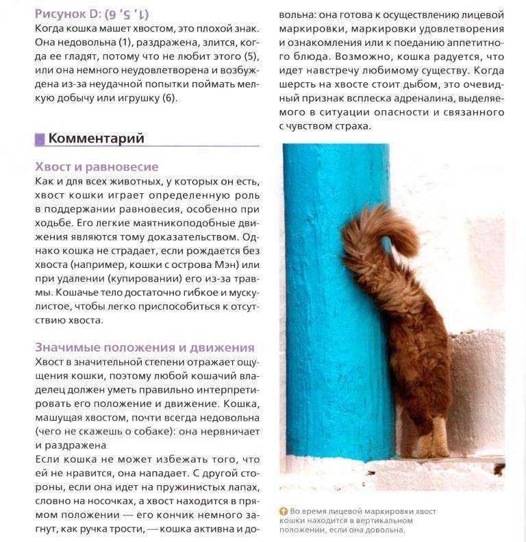 У кота не поднимается хвост – кошка не дает трогать живот