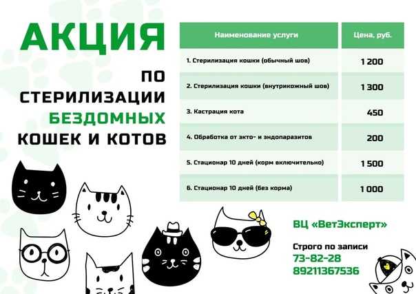 Если стерилизовать беременную кошку что будет с котятами