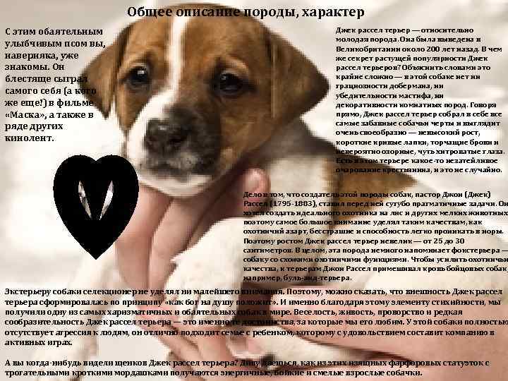 Джек-рассел терьер: стандарт породы с фото и видео