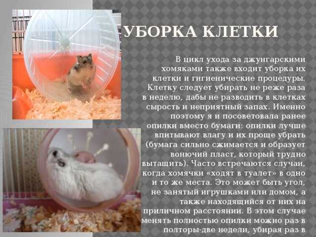 Уборка клетки хомяка. как чистить клетку и дом у джунгарского хомяка, видео