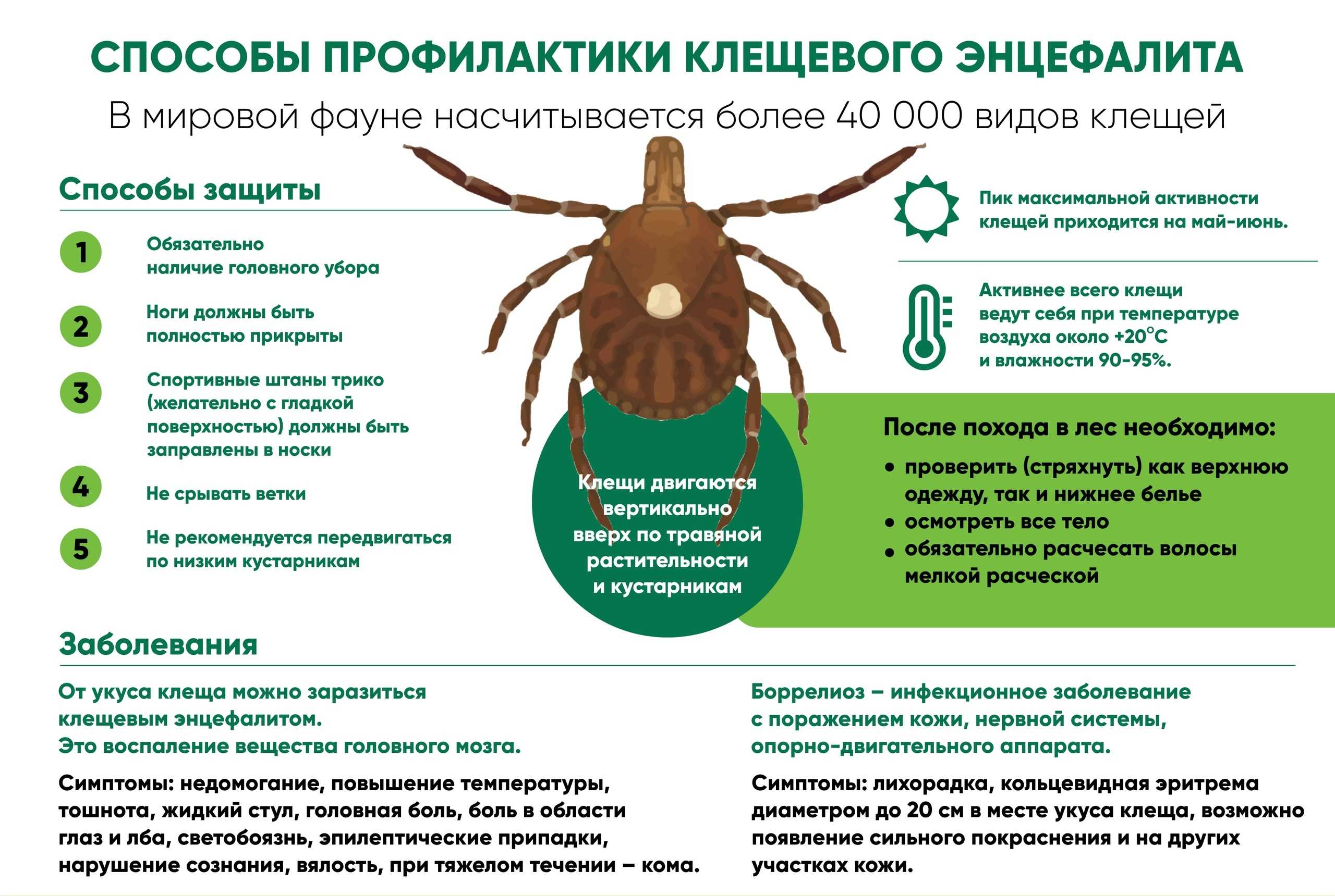 Как лечить собаку после укуса клеща — лучшие советы
